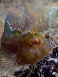 Fully exposed. Seaweed Blenny  Blue Heron Bridge FLA Lou ... by John Roach 
